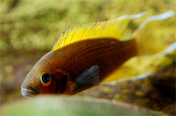 Neolamprologus pulcher