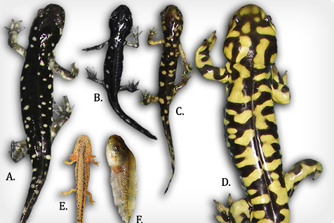 Саламандры устроили генетическую диверсию