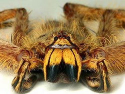 Heteropoda davidbowie