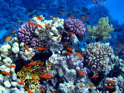 Коралловый риф в Панаме
