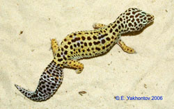 Леопардовый геккон, пятнистый эублефар (Eublepharis macularius)