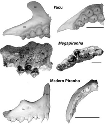 Зубы Megapiranha paranensis и современных пираний