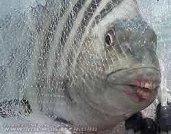 Баранья голова Archosargus probatocephalus Convict fish