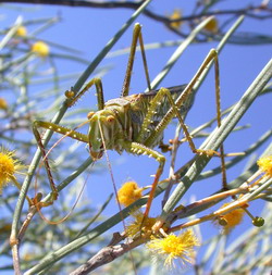 Chlorobalius leucoviridis