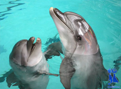 Спасите дельфинов!