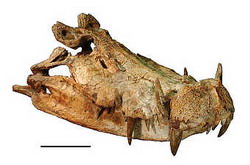 Череп древнего крокодила из рода Kaprosuchus. Фото пользователя Ag.Ent с сайта wikipedia.org