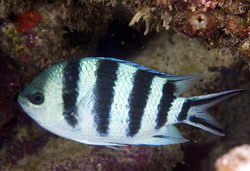 Abudefduf sexfasciatus