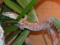 Varanus komodoensis