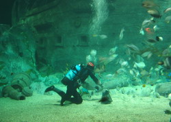Главный аквариум: кормление рыб