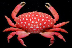 Strawberry crab