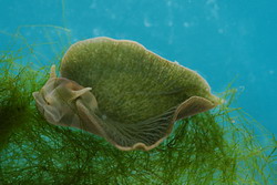 Морской слизень Elysia chlorotica 