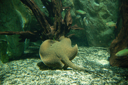 Скат Potamotrygon castexi