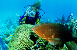 Красный каменный окунь Epinephelus morio