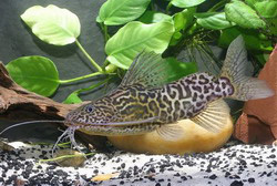 Synodontis schoutedeni Синодонтис Шоутедена