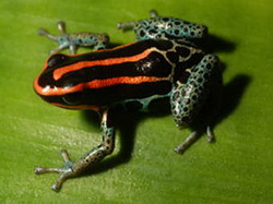 Ranitomeya