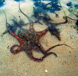 Octopus tetricus