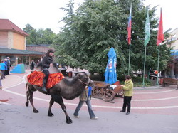 По случаю праздника гостей катают на верблюде