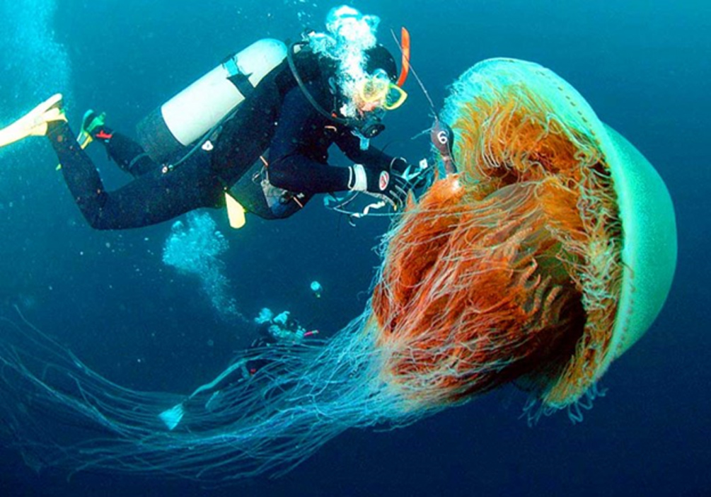 Королева медуз - волосистая цианея