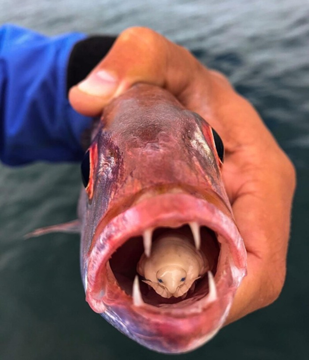 Мокрица Cymothoa exigua стала основой для американского фильма ужасов