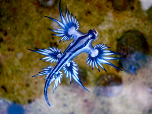 Голожаберный моллюск Glaucus atlanticus