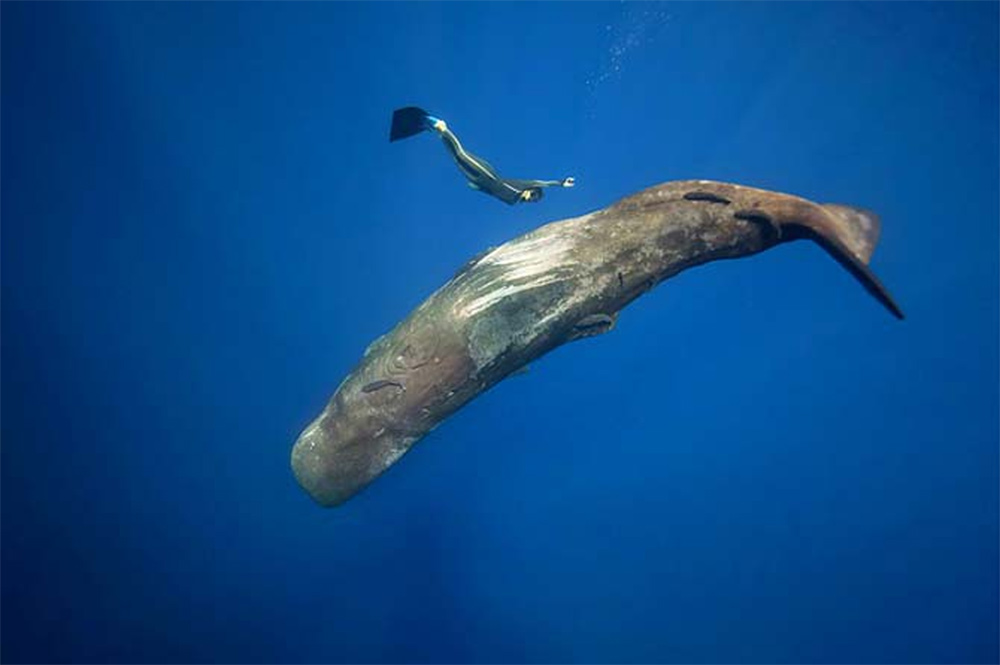 Невероятная серия фотографий подводного мира