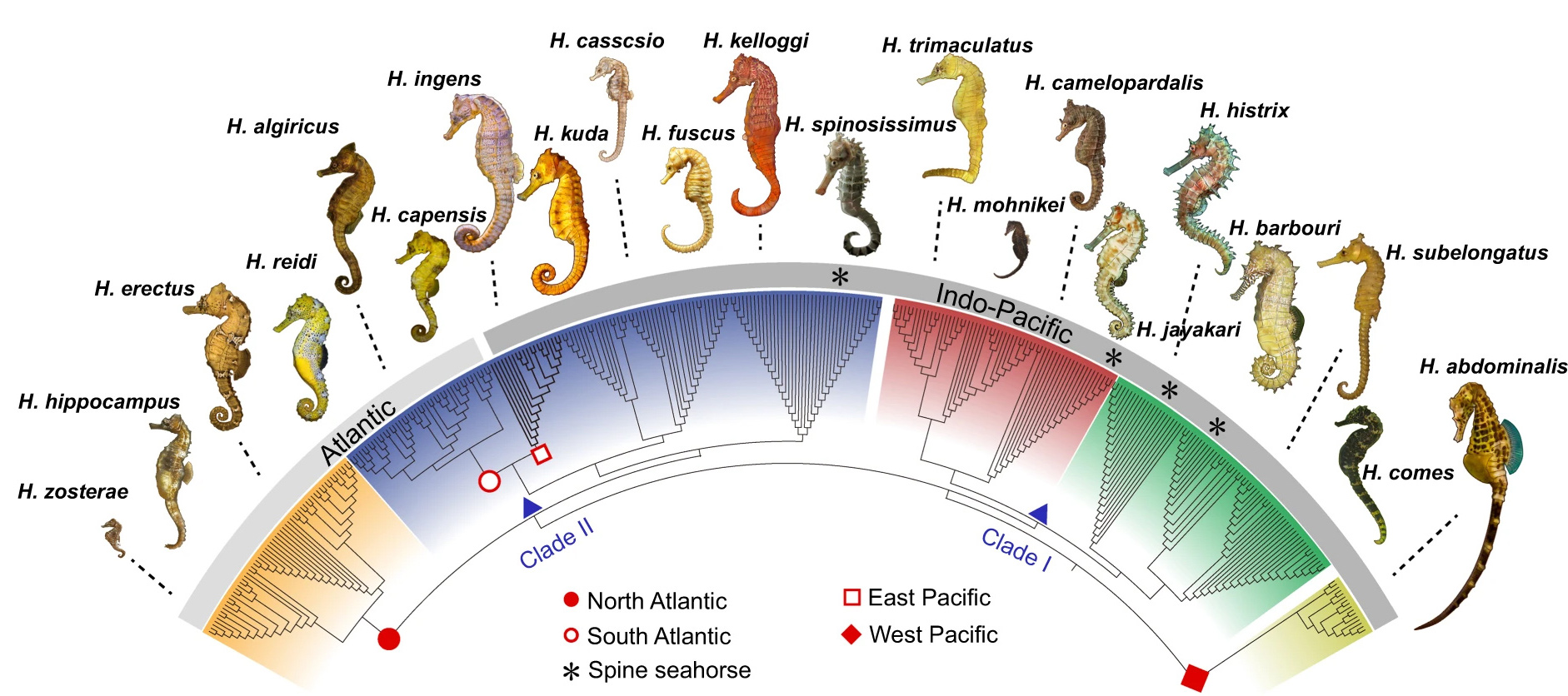 Морские коньки - эволюция и распространение
