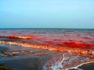 Красные приливы - красивое, но опасное явление