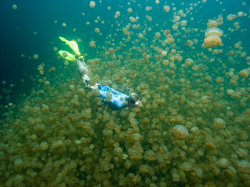 Ongeim’l Tketau – озеро медуз