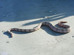 Морская змея Дюбуа- Аква Лого Инфо
