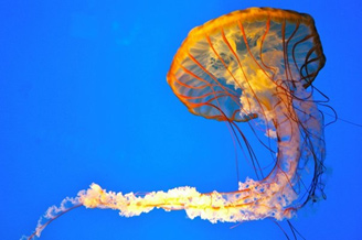 Опасные медузы, топ 3