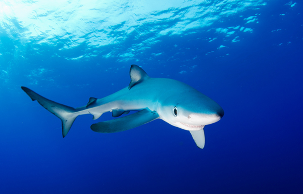 Серо-голубая акула