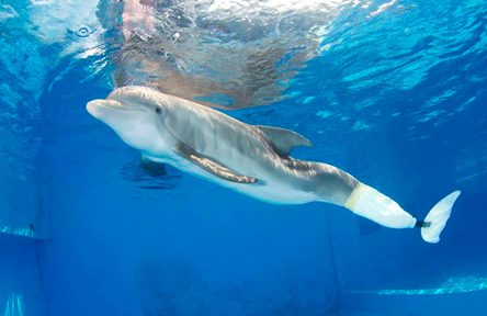 Протез для дельфина - Аква Лого Инфо