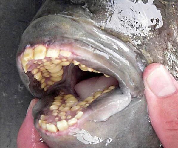 Рыба с зубами, как у человека