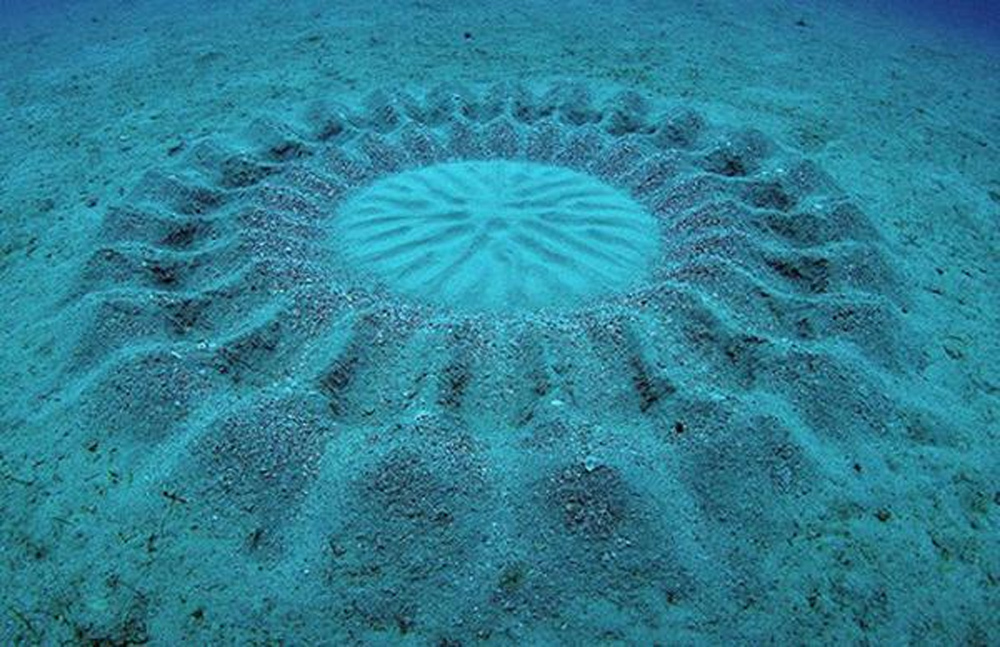 бело-пятнистый иглобрюх строит из песка удивительные круговые узоры на дне океана