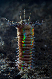 Гигантский червь виноват в исчезновении рыбок - Аква Лого Инфо