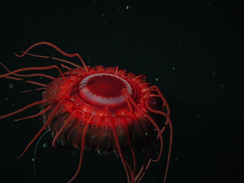 Новый вид глубоководных медуз