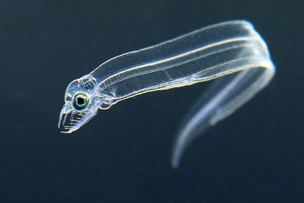 Leptocephalus1.jpg