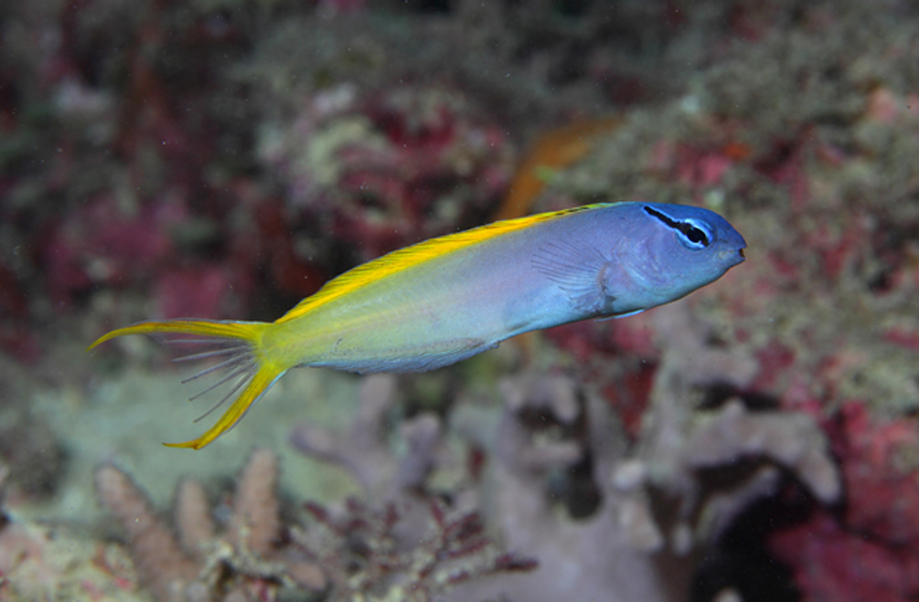 Ядовитая морская собачка Meiacanthus atrodorsalis