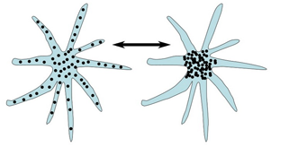 Перераспределение пигмента в клетке меланофора.