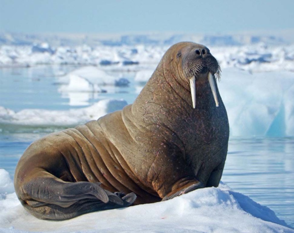 Обитатели северного океана. Лаптевский морж. Морж (Odobenus rosmarus). Атлантический морж ЯНАО. Ластоногие млекопитающие морж.