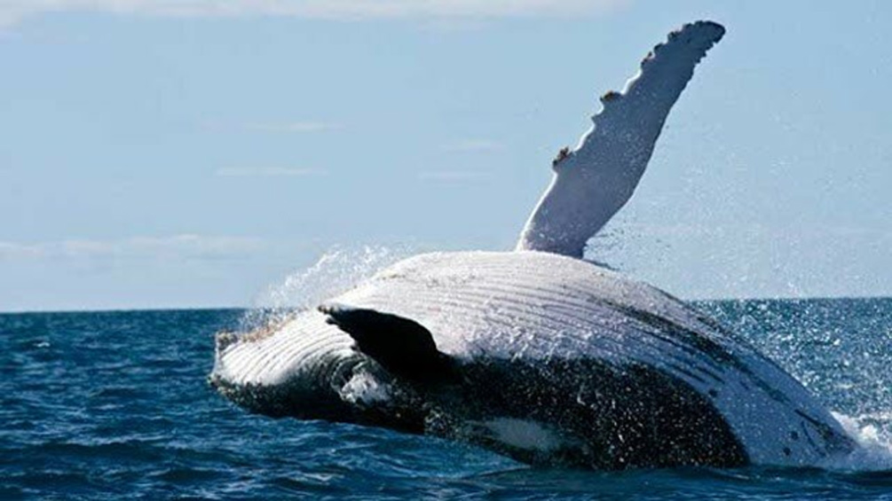 Кит 52 - самый одинокий кит в мире?