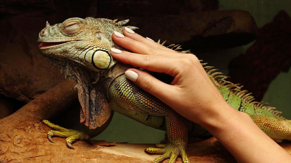 Любят ли рептилии, когда их гладят?