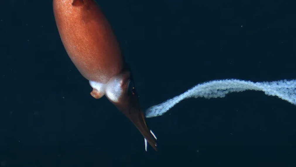 Забота глубоководной мамы кальмара