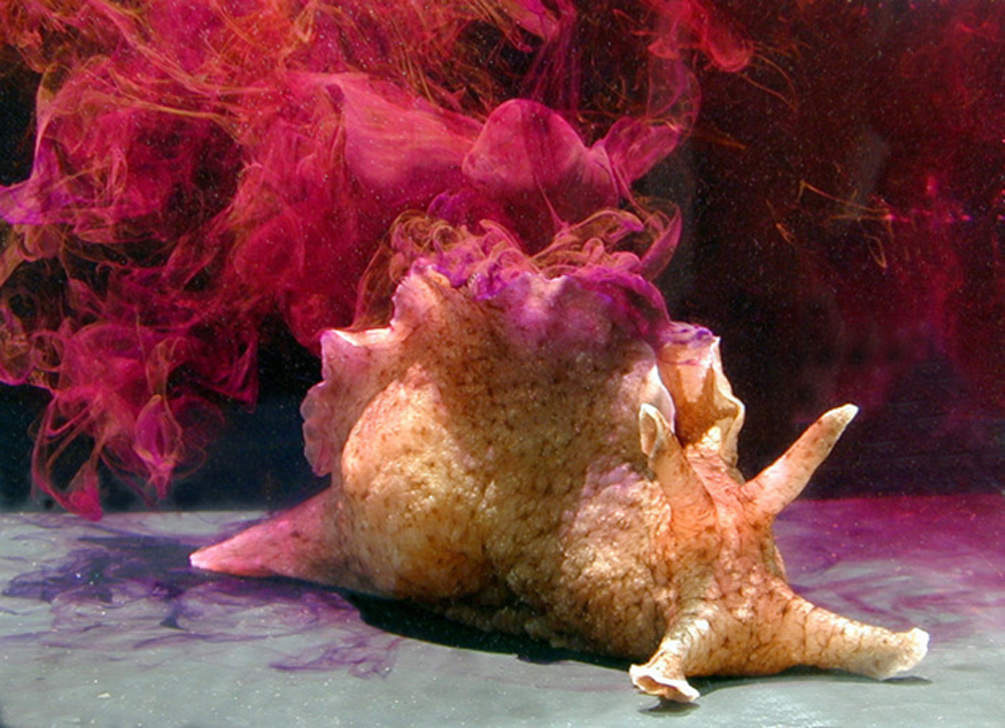 некоторые виды морских зайцев для своей защиты могут выпускать пурпурные чернила