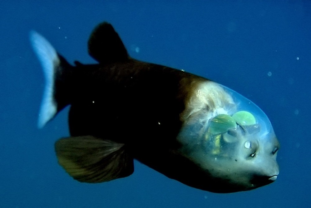 Рыба с прозрачной головой