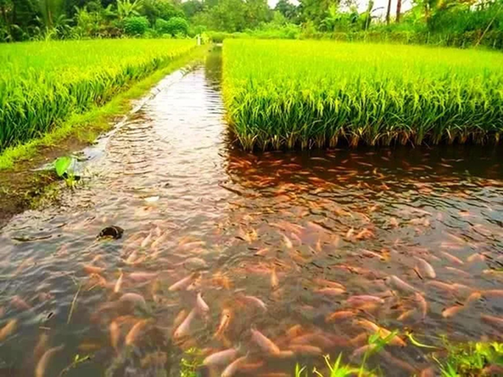 Рыбно-рисовые поля