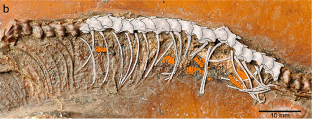 Палеонтологи нашли скелет беременной змеи возрастом 47 млн лет 