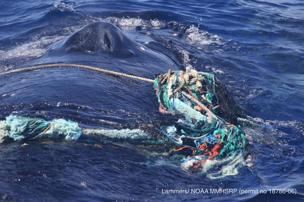 Спасение кита из «мусорной ловушки» 