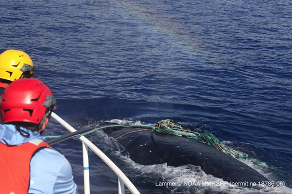 Спасение кита из «мусорной ловушки» 