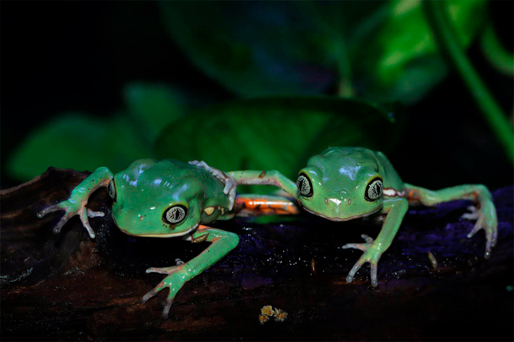 Восковая квакша из Гран-Чако – как не дать себе засохнуть